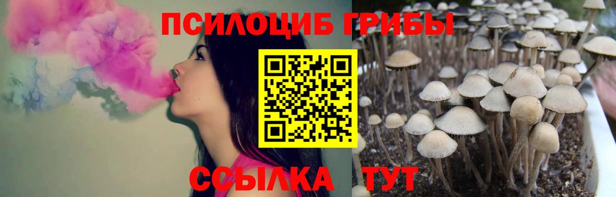 Галлюциногенные грибы Psilocybine cubensis Белгород
